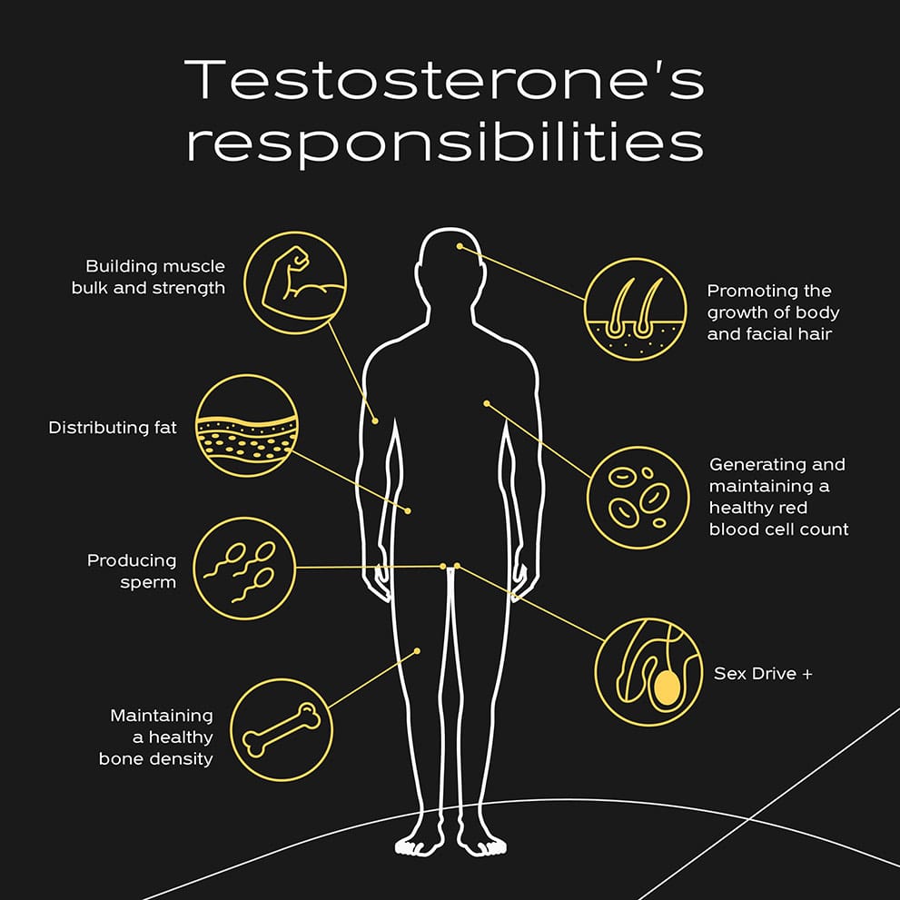 what testosterone does in the body