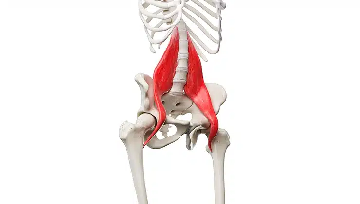 psoas muscle group