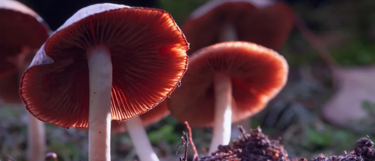 mushrooms in a cluster