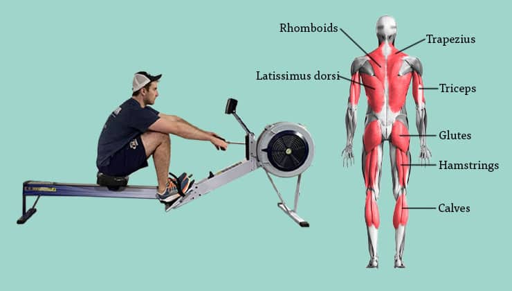 the catch phase of rowing stroke