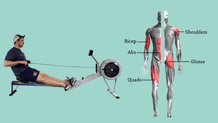 the recovery phase of the rowing stroke