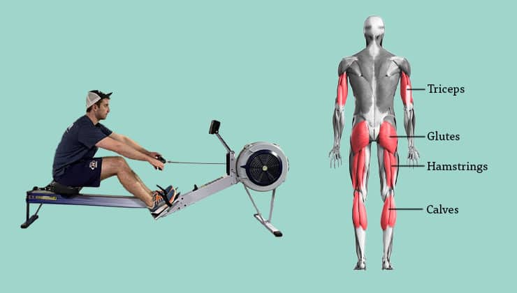 the recovery phase of the rowing stroke