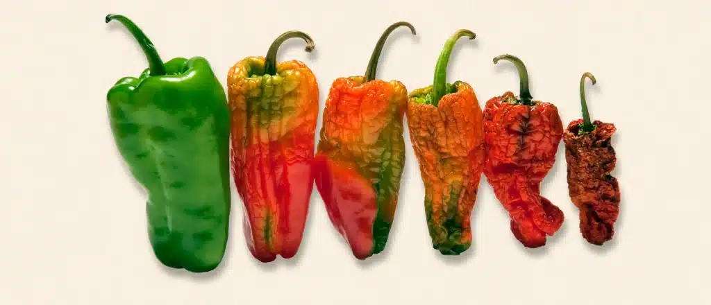 shrinking peppers in size