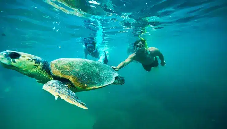 Tanya Streeter and Chris Hemsworth swimming the Great Barrier reef next to a turtle.