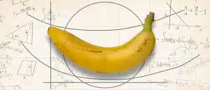 curved penis