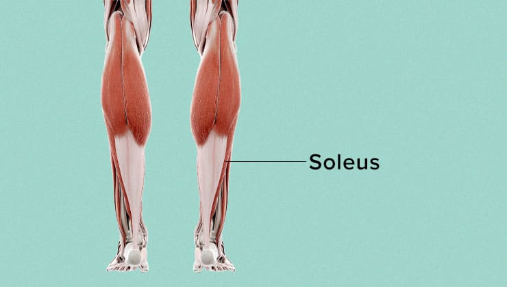 Diagram showing the soleus muscle in calf
