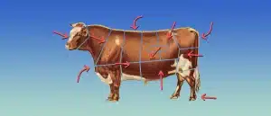 Cow with arrows pointing to each section of it's body