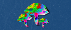 Psychedelic colored mushrooms on dark blue background