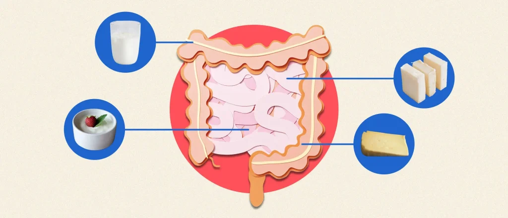 Dairy products on a diagram of the gut | Does dairy cause inflammation?