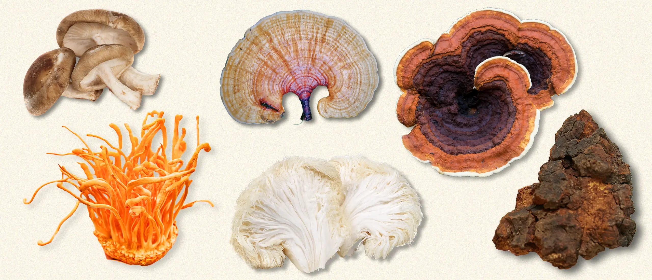 Different types of mushrooms
